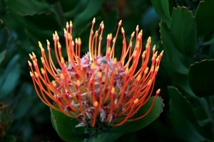 Kirstenbosch Kaapstad