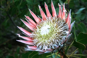 Kirstenbosch  Koningsprotea Nationale bloem Zuid-Afrika