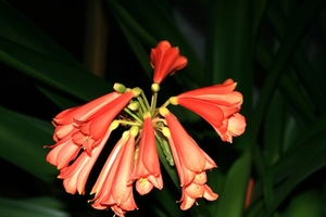 Kirstenbosch Kaapstad