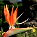 Kirstenbosch Paradijsvogelbloem