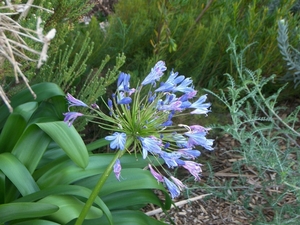 Kirstenbosch Kaapstad