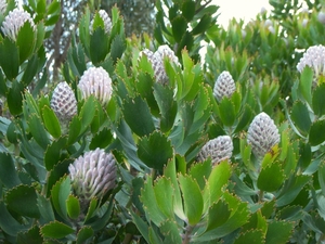 Kirstenbosch Kaapstad