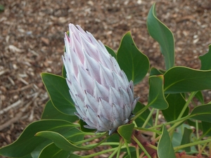 Kirstenbosch Kaapstad