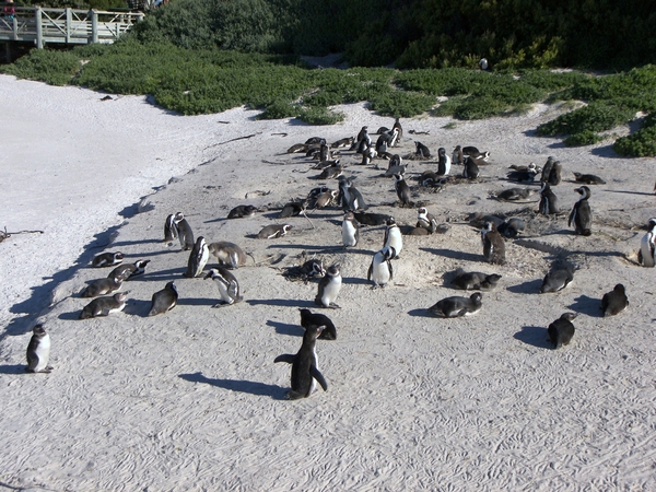 Boulder's Beach