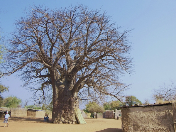 Uit de kluiten gewassen baobab !