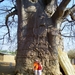 Bekijk de verhouding baobab / genteresseerde toeristen