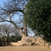 Gesneuvelde baobab