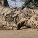 Detail gevelde baobab