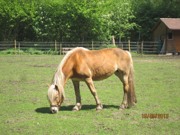 wandeling 's gravenwezel19-5-2013 004