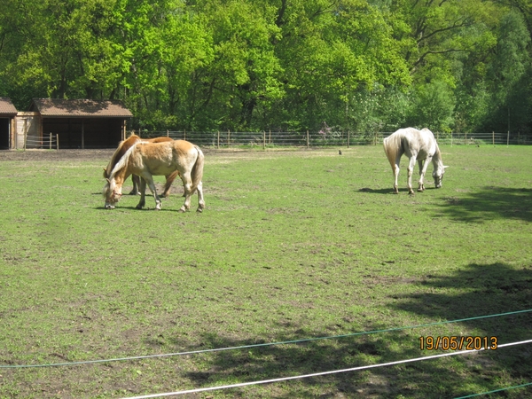 wandeling 's gravenwezel19-5-2013 005