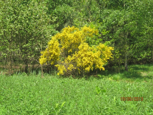 wandeling 's gravenwezel19-5-2013 020