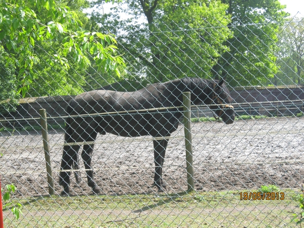 wandeling 's gravenwezel19-5-2013 046