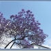 sized_IMG_2943  Jacaranda