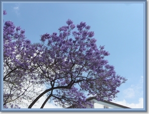 sized_IMG_2943  Jacaranda