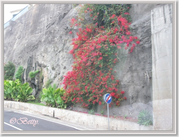 sized_IMG_2959 Bougainvillea