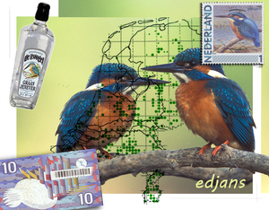 project-205-IJsvogel_web