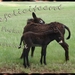 wenskaart-jarigen-week-37-2012-voor-web