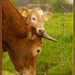 wenskaart-jarigen-week-41-2012-voor-web