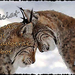 wenskaart-jarigen-week-48-2012-voor-web