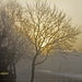 mist-_1_web