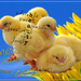 jarigen-week-12-2014-2-web