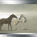 paarden_16-met-handeling-van-Pippo-web