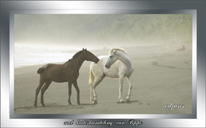 paarden_16-met-handeling-van-Pippo-web