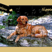 Nipper-gepuzzeld-web