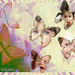 kindjes-in-vlinders-web