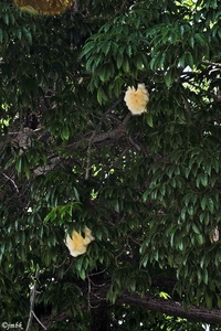Katoenboom