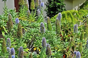 Echium candicans : De trots van Madeira