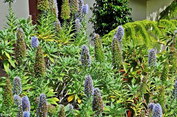 Echium candicans : De trots van Madeira