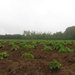 2013-05-20 Mazenzele 002