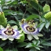 Passi Flora