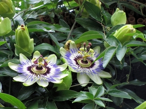 Passi Flora