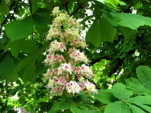 Kastanje in Arcen