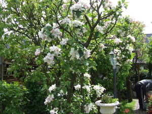 DSCF2229