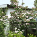 DSCF2239