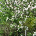 DSCF2241