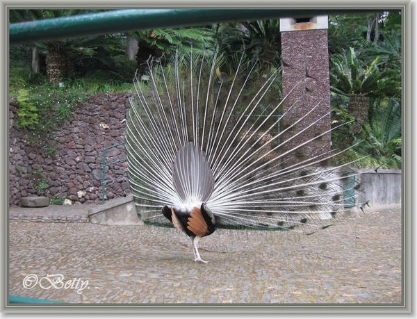 sized_IMG_4774 dan mag je de achterkant zien.