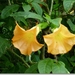 sized_P1150525
