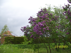 Waterkieken waterwandeling - 23 mei 2013