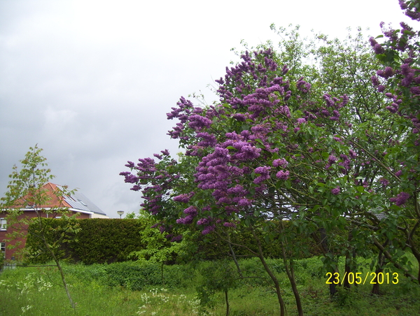 Waterkieken waterwandeling - 23 mei 2013