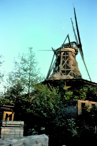 de salamander 1982