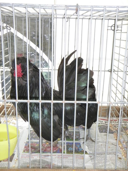 923265_380206825430454_106925919_n