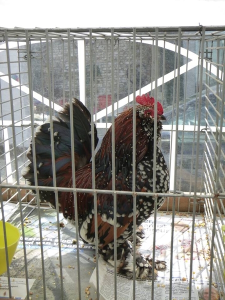 923265_380206828763787_543015025_n