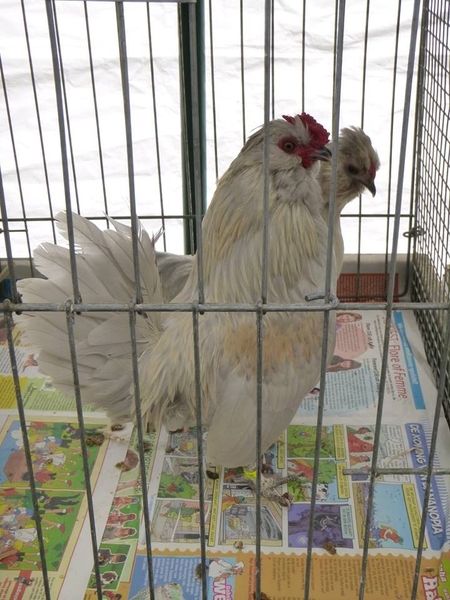 923265_380206832097120_1144666944_n