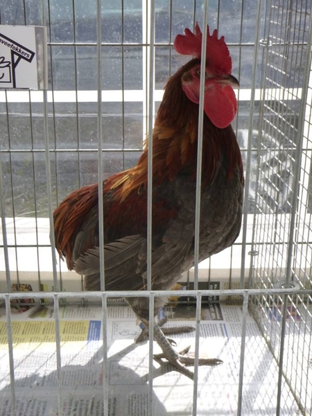 923265_380206835430453_384552807_n