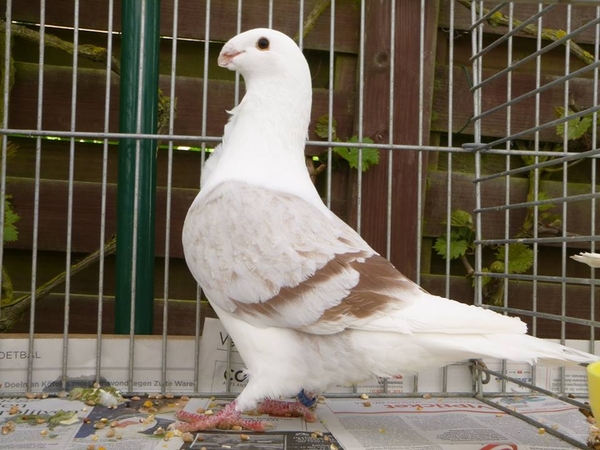 941875_380208815430255_678902035_n