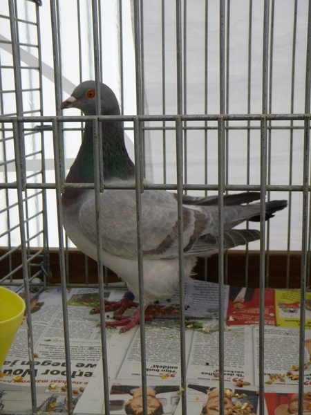 944224_380207762097027_1274104291_n